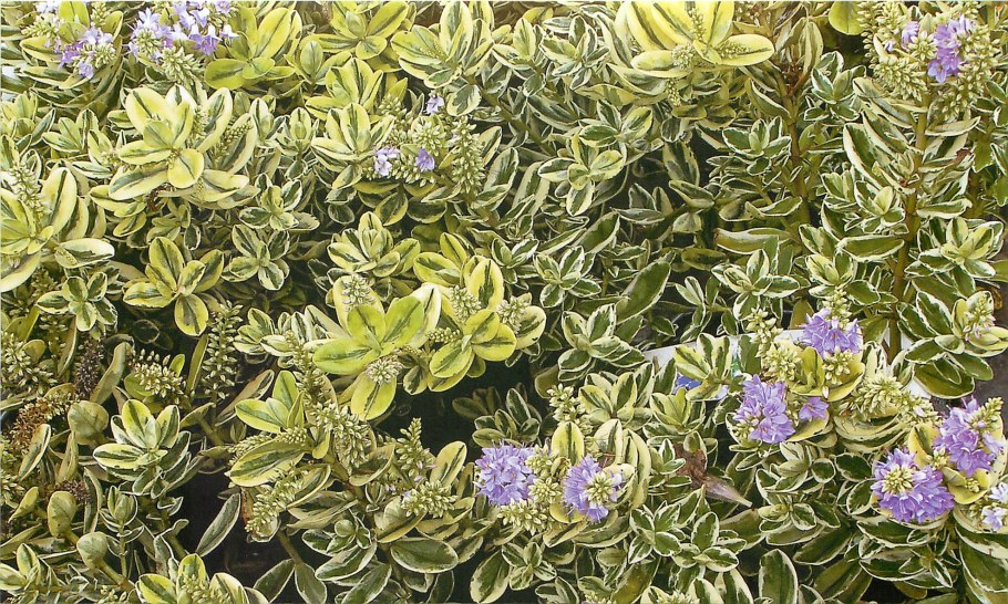 Вариегата e98299