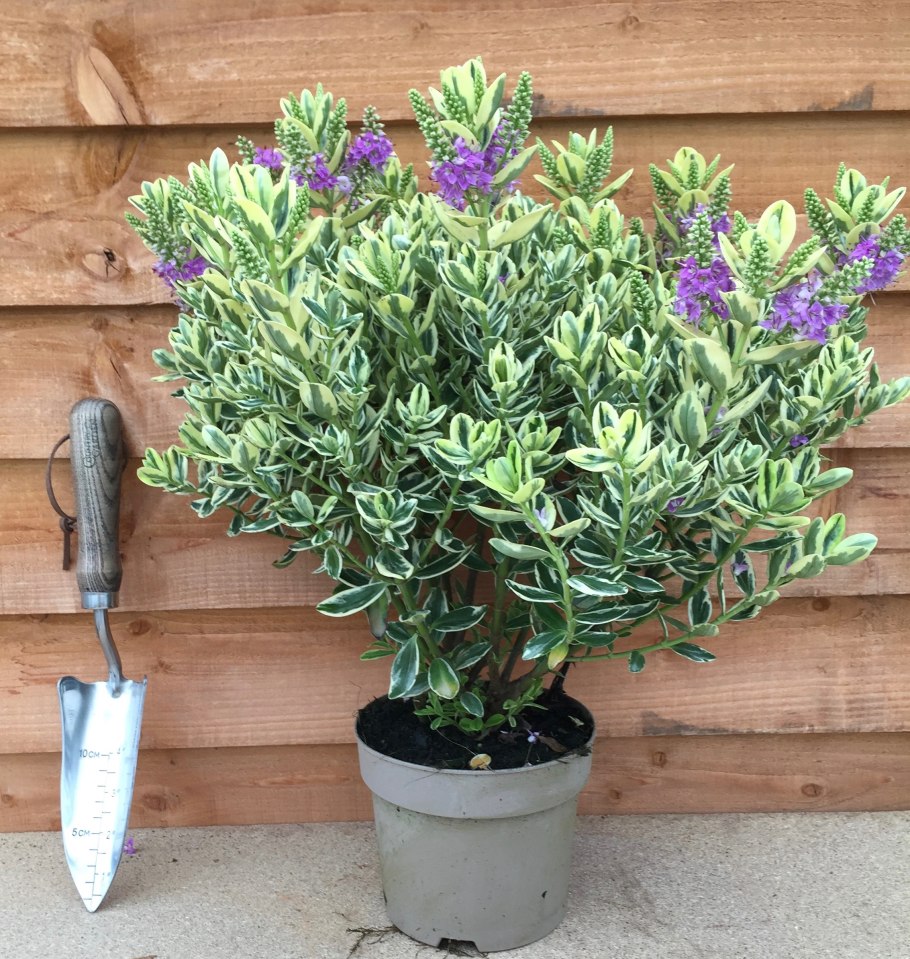 Аддендум растение