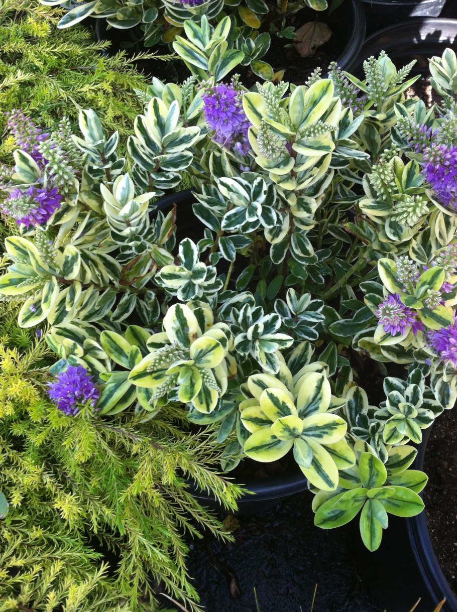 Хеби кустарник