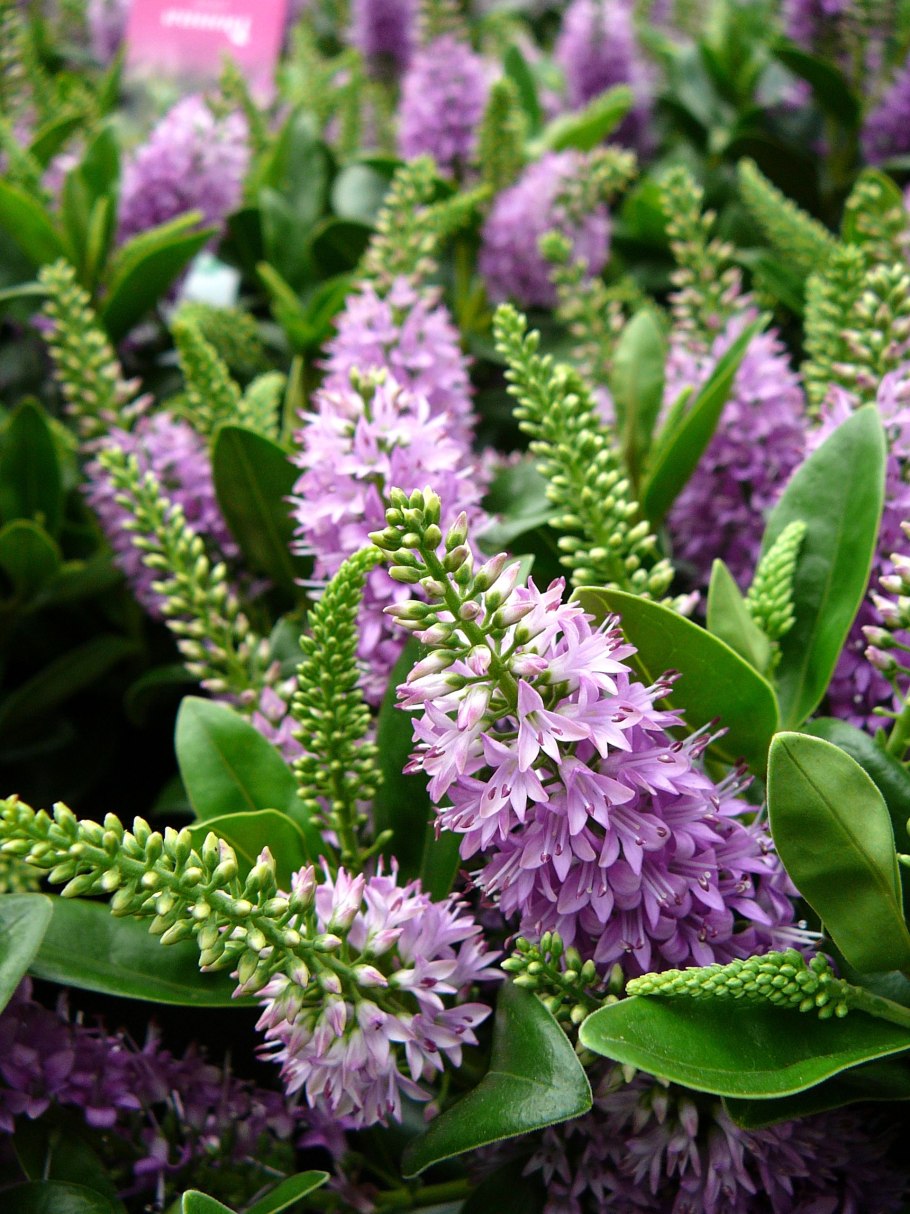 Хэбэ растение