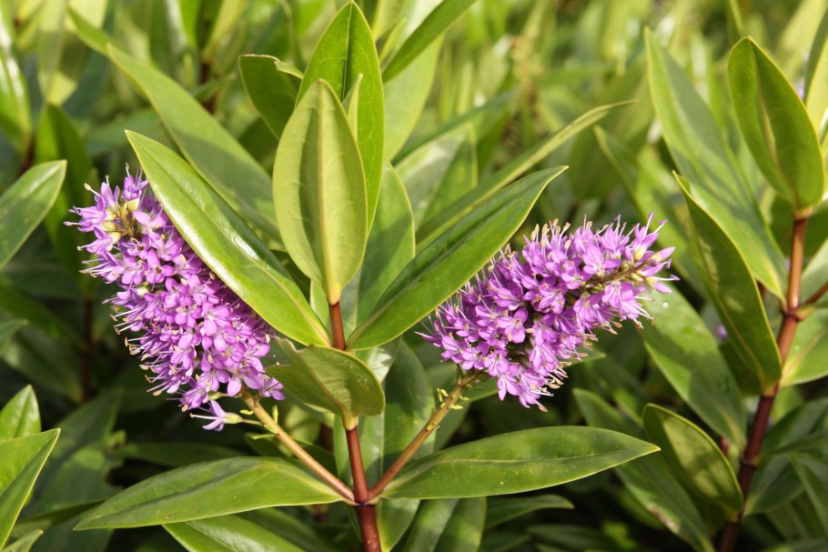 Хэбэ растение