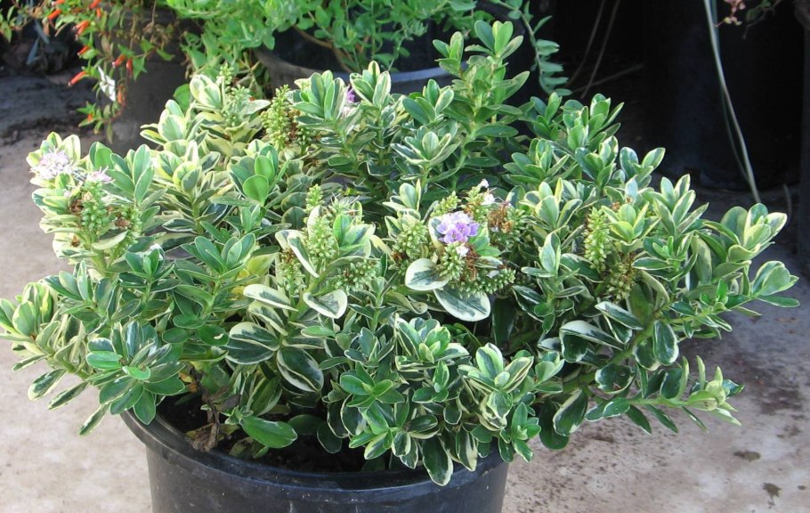 Сирень Вариегата