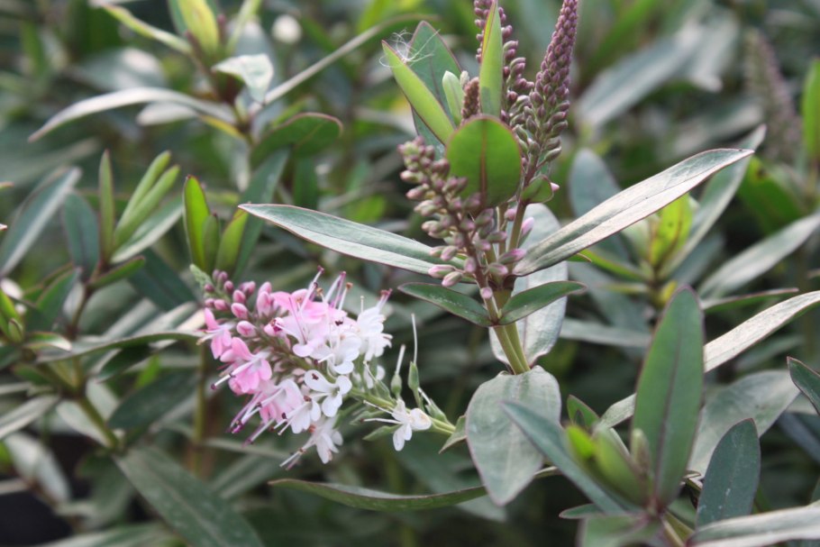 Цветущее растение Донна Клара