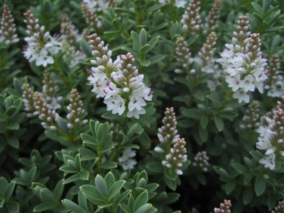 Вероника вариегатная