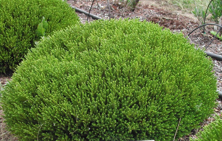 Почвопокрывное растение Шебе