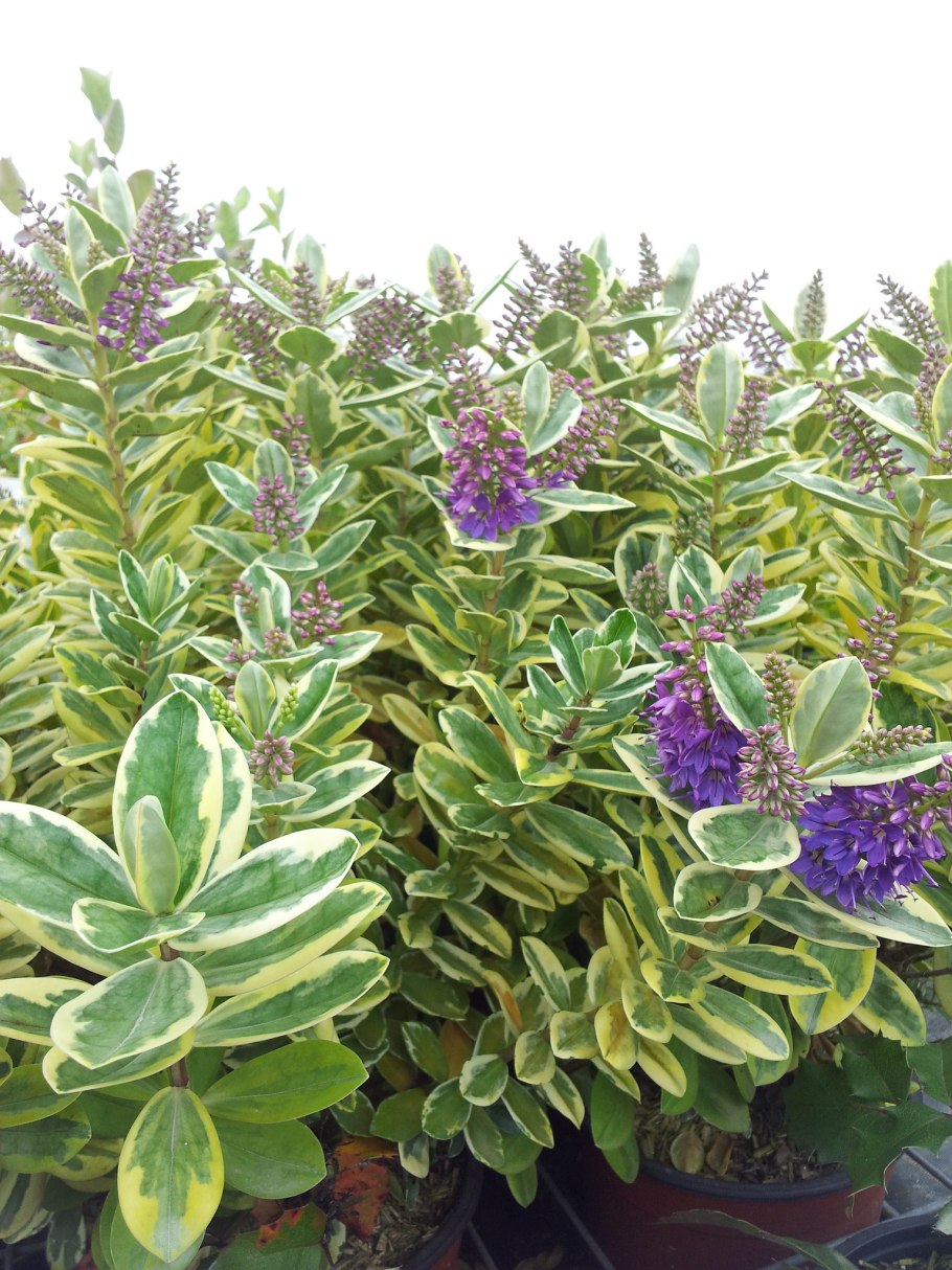 Кустарник Хебе-Гебе синий