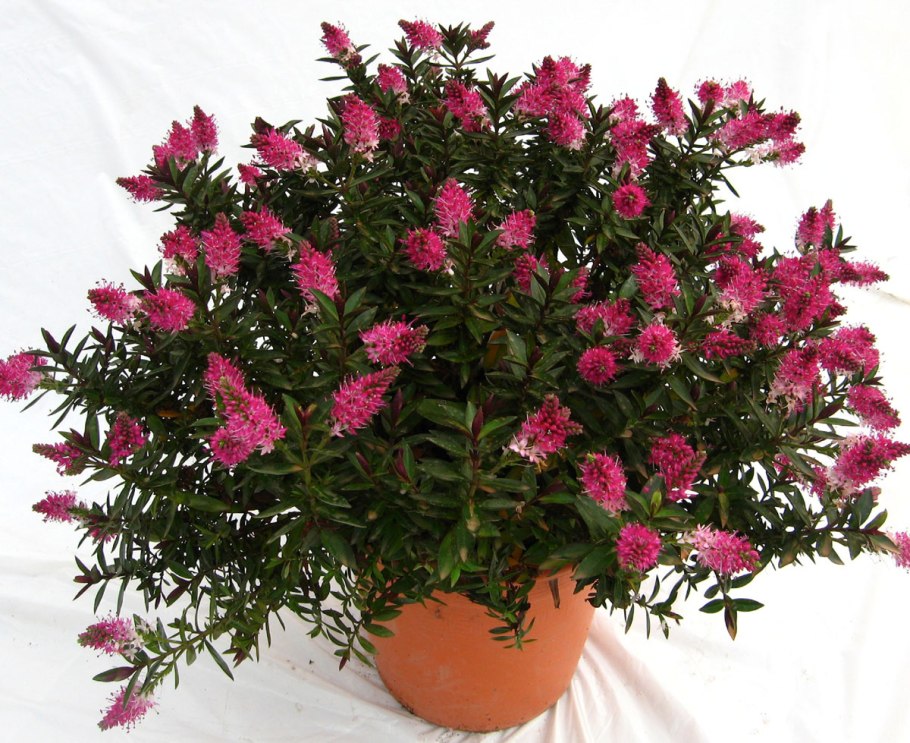 Хеба кустарник вечнозеленый