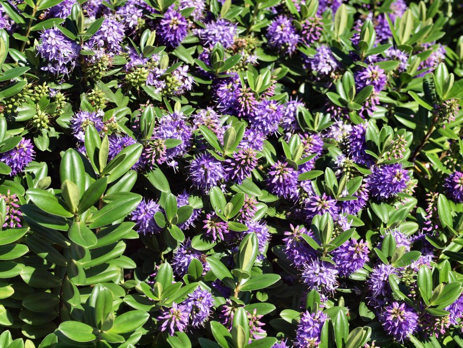 Вероника кустарниковая