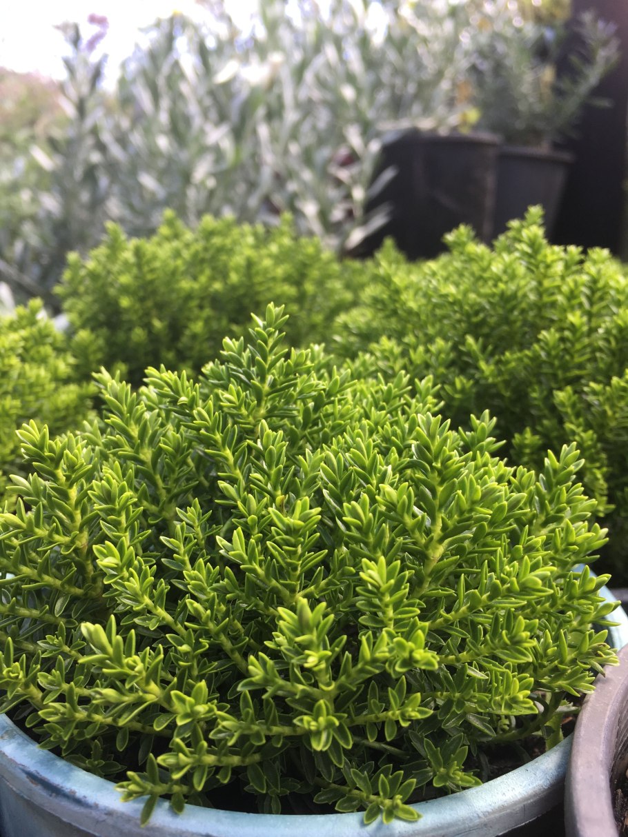 Растение Addenda Donna