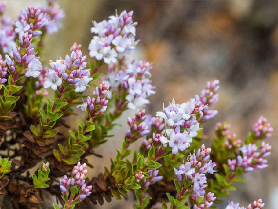 Вереск обыкновенный calluna vulgaris