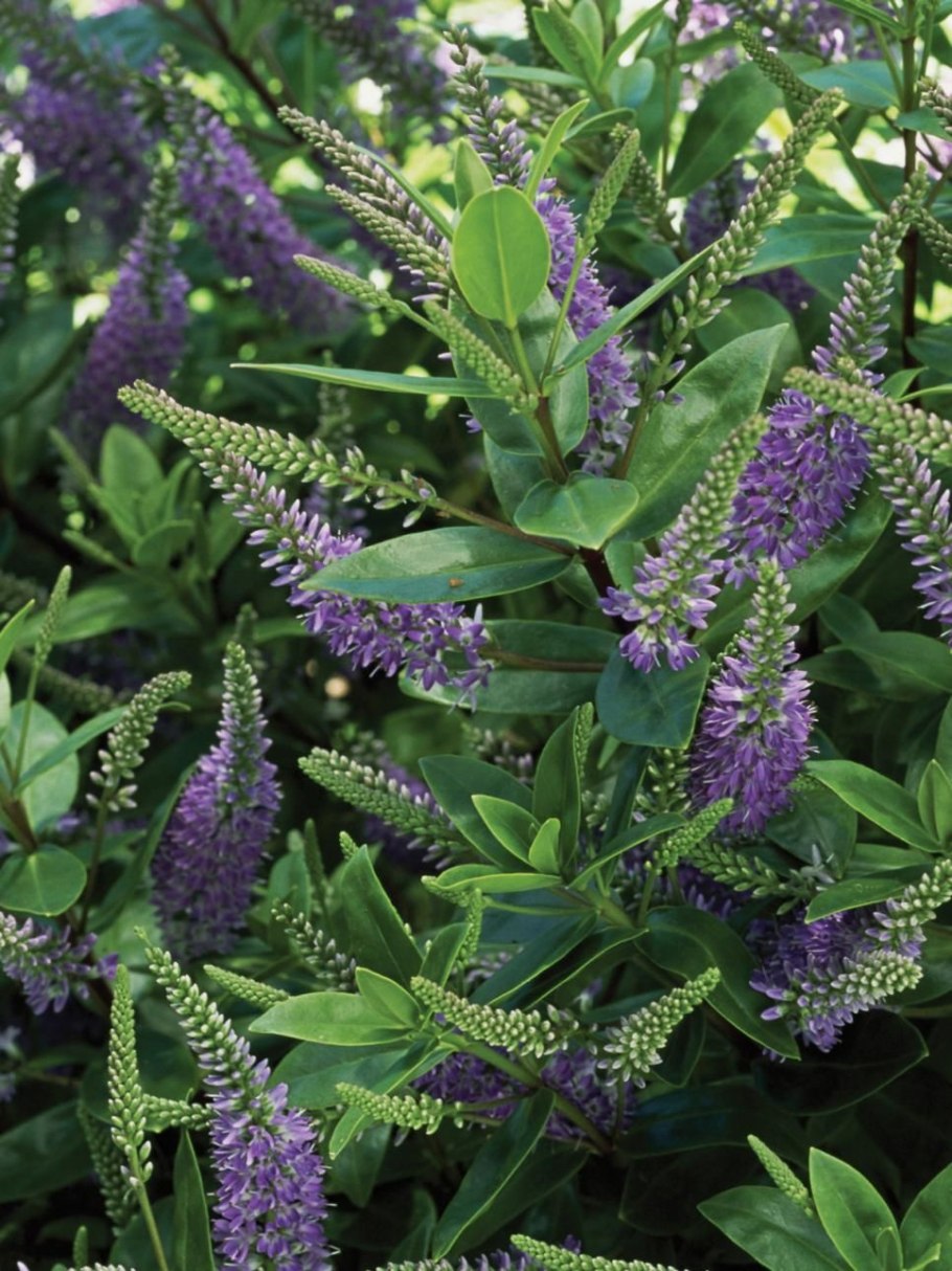 Андерсон растение