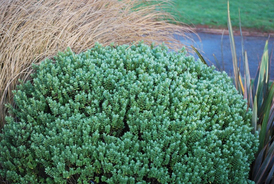 Паронихия подушковидная