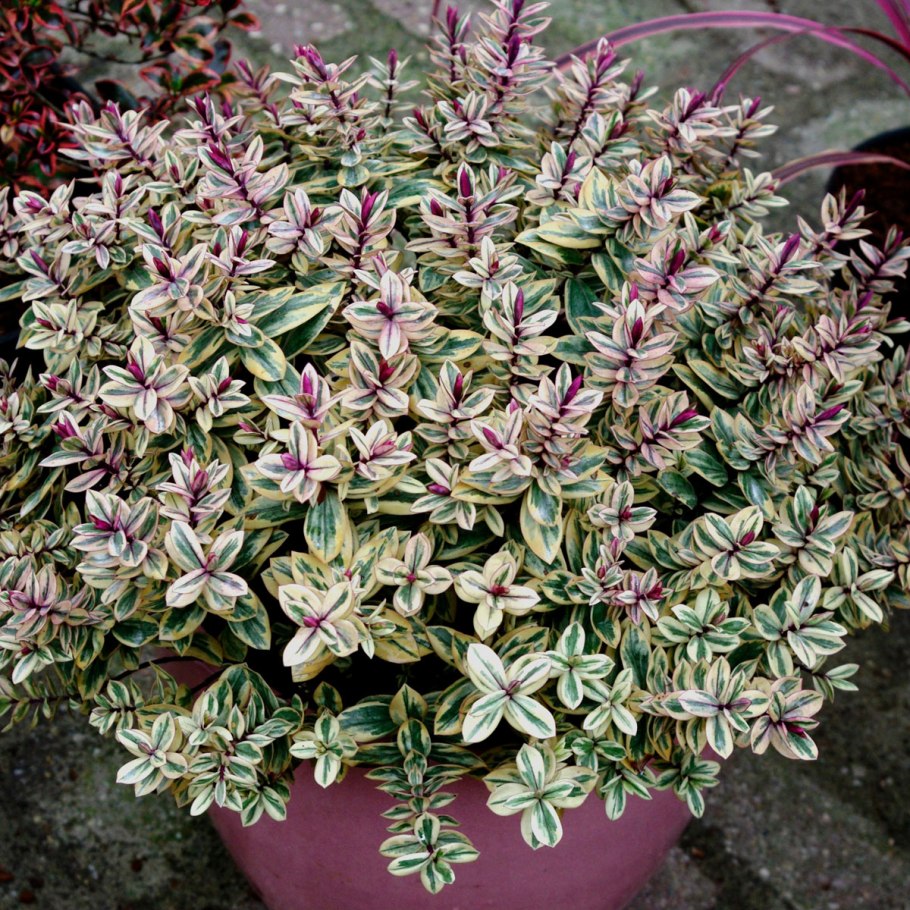 Хебес цветок