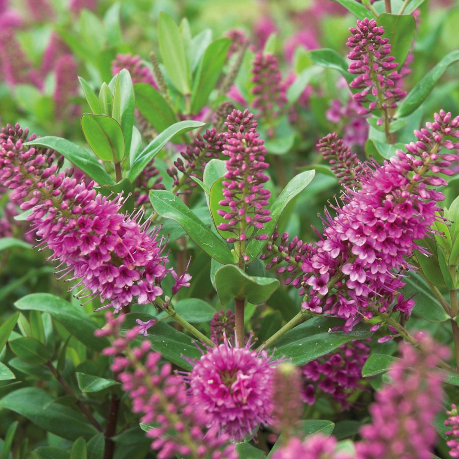 Вероника гибридная пинк бомб