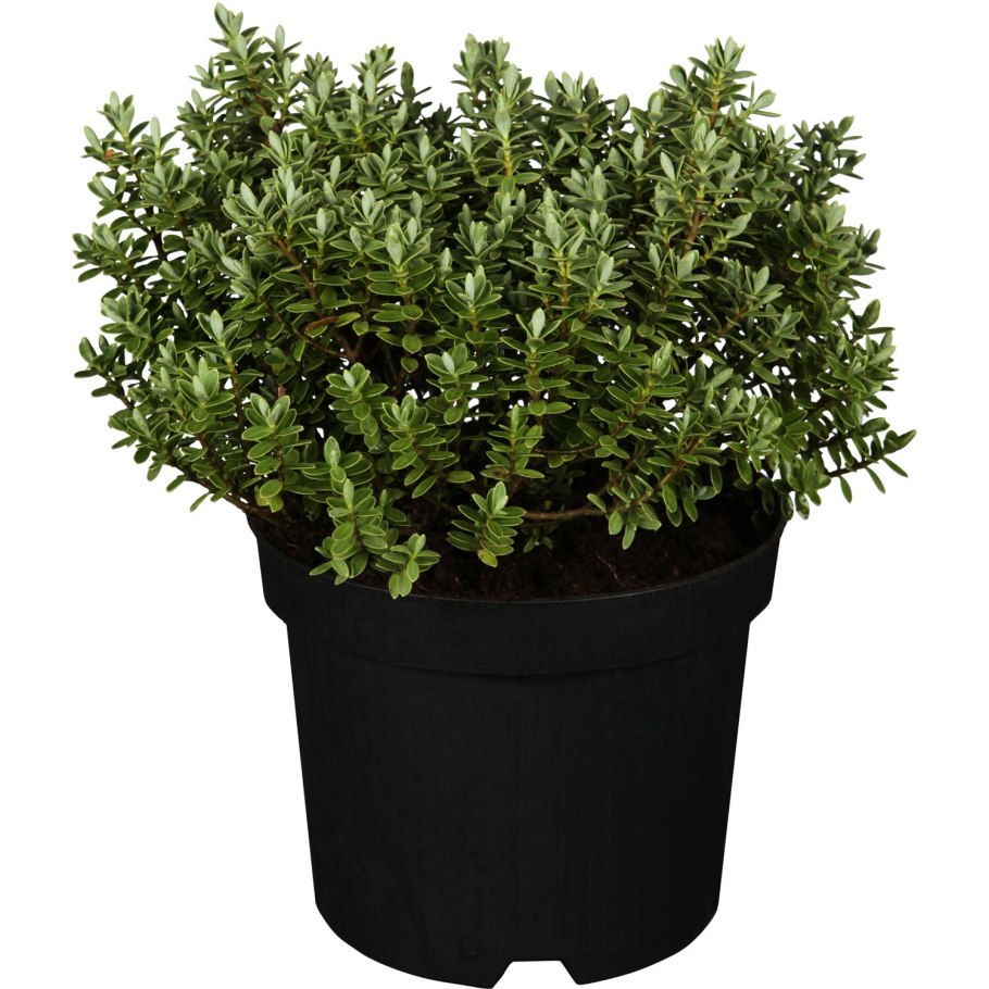 Хебе растение