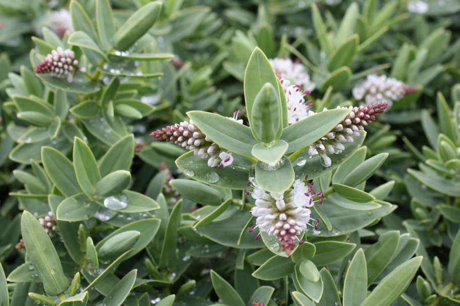 Хеба кустарник вечнозеленый