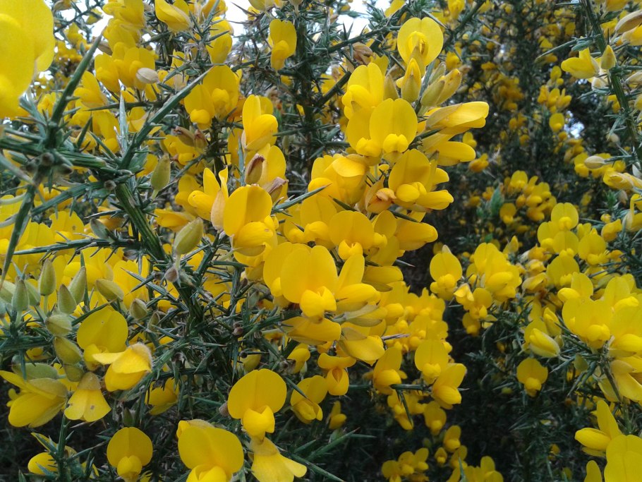 Дрок утесник