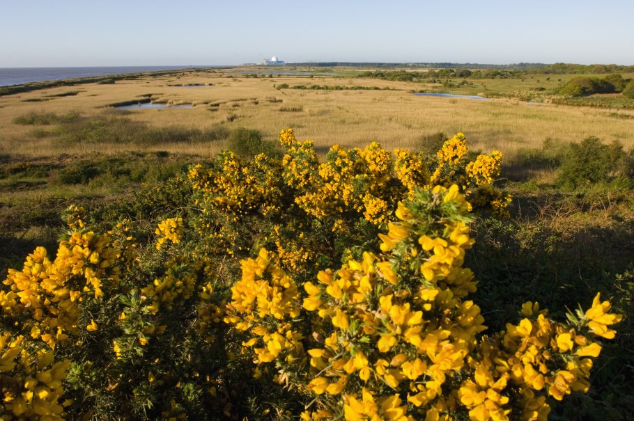 Утёсник европейский