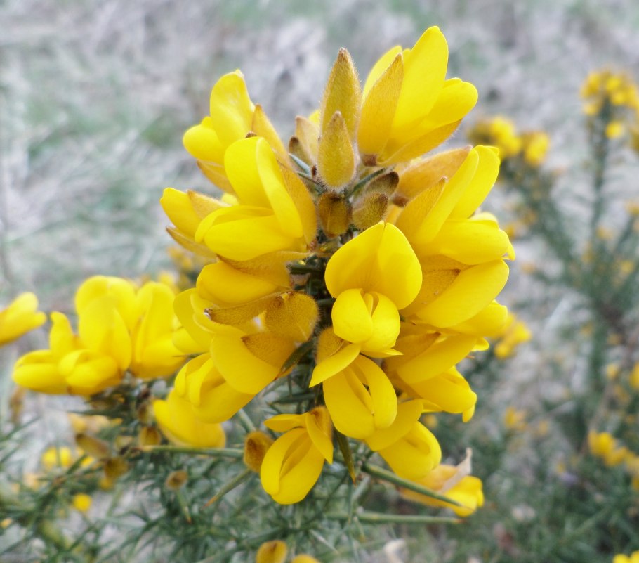 Дрок утесник