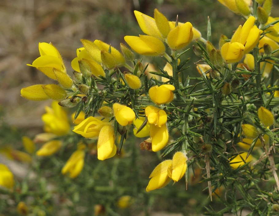 Утесник Европейский – Ulex europaeus