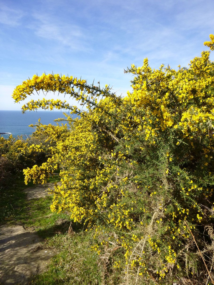 Улекс малый