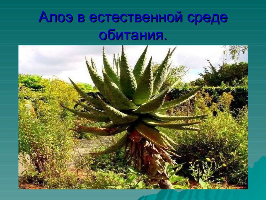 Наземно-воздушная среда приспособления к условиям среды