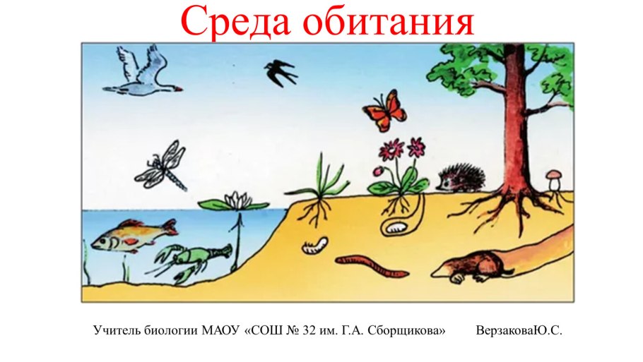 Водная средатобитания