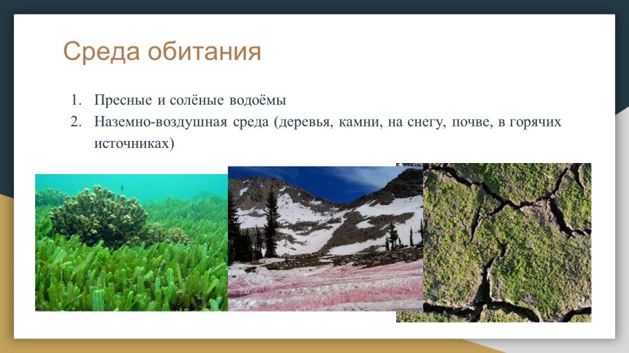 Среды жизни