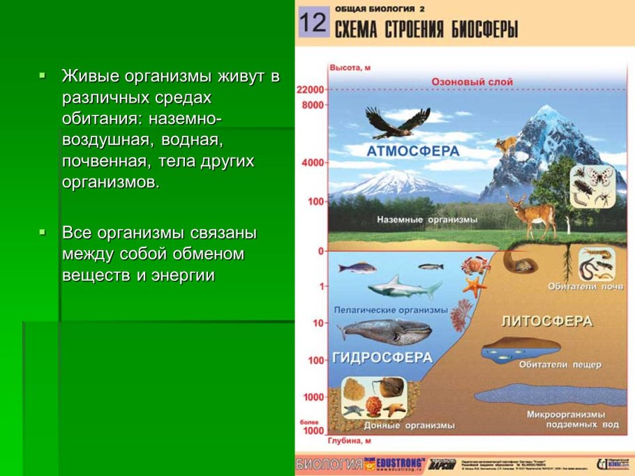 Почва и подземные обитатели