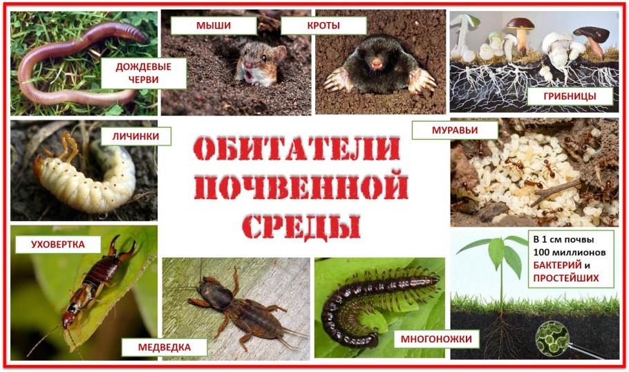 Покровительственная окраска у животных