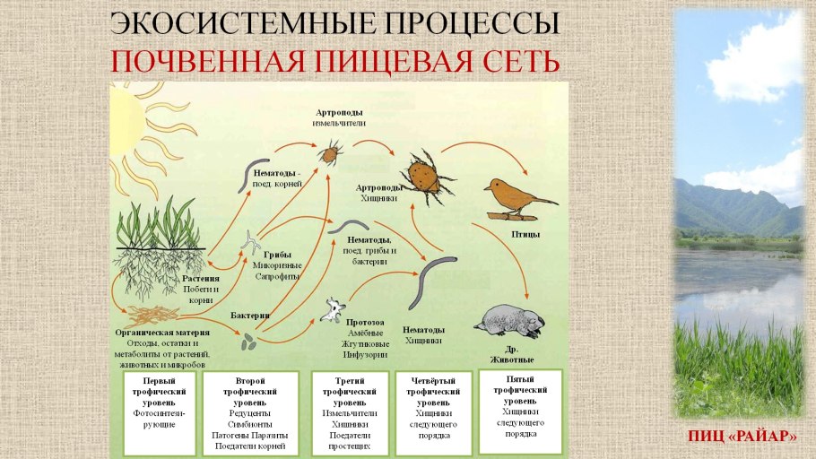 Насекомые наземно воздушной среды