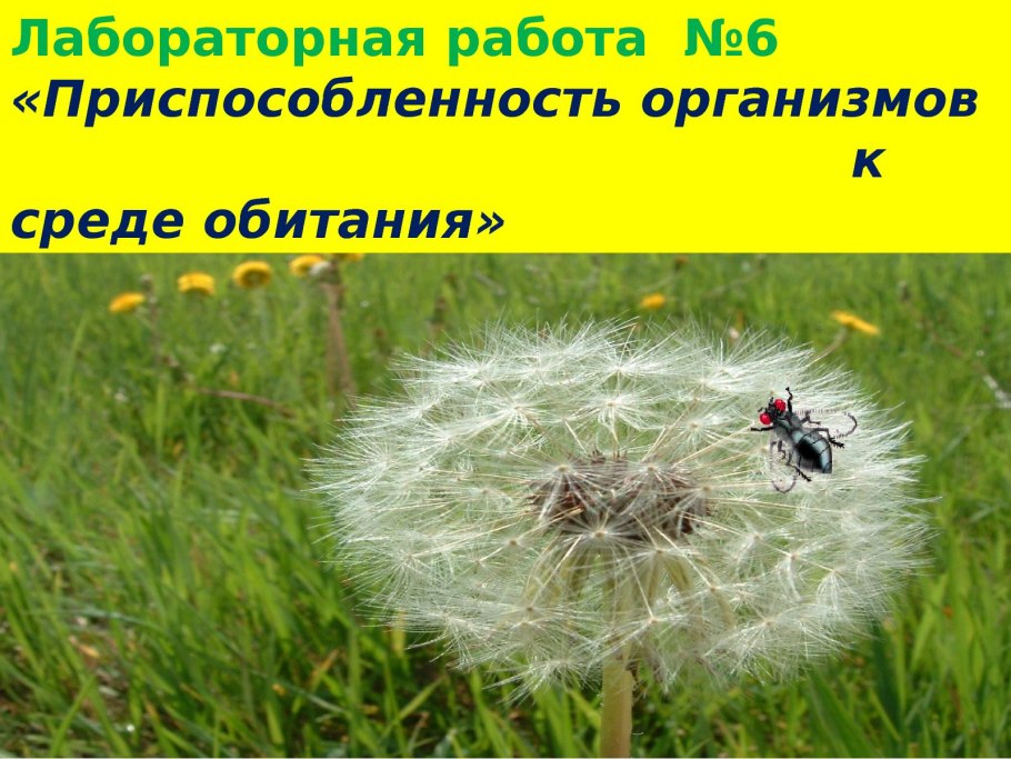 Наземно-воздушная среда обитания