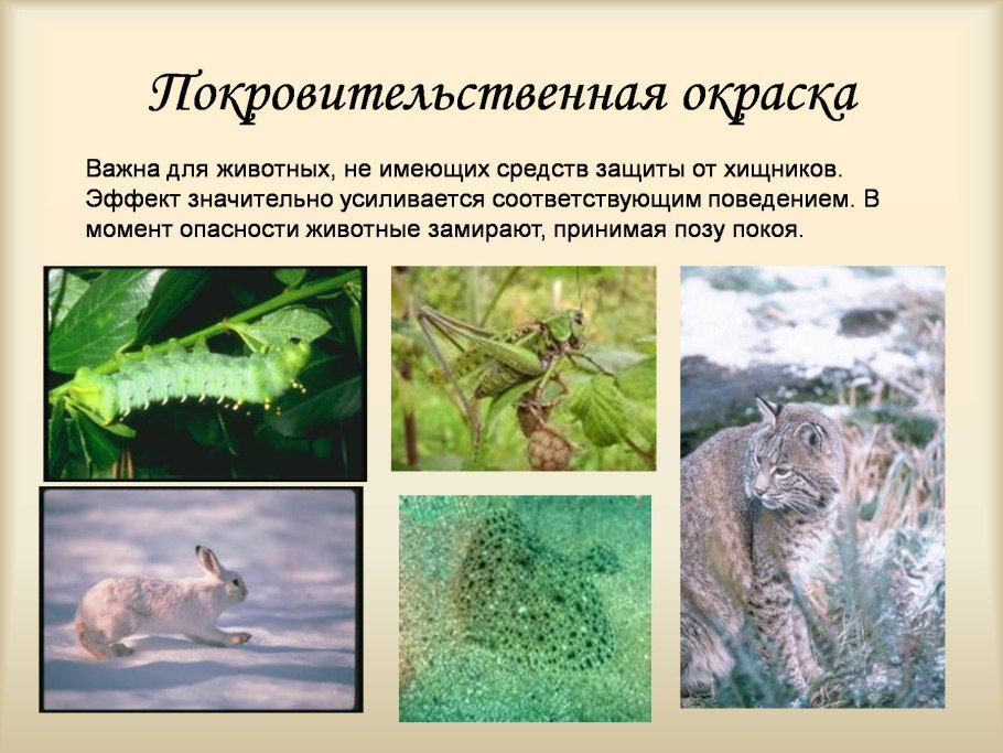 Виды приспособлений живых организмов