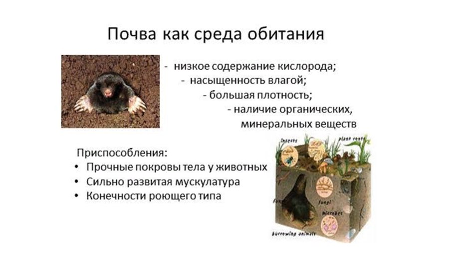 Приспособления ксредеобитани,