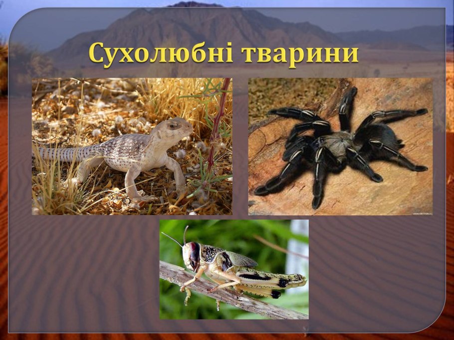Травянистые папоротники