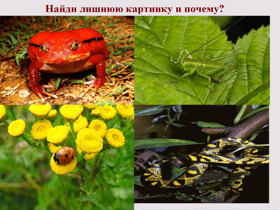 Биоценоз пруда
