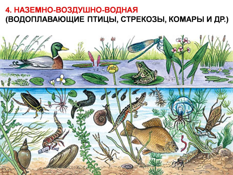 Среда обитания схема