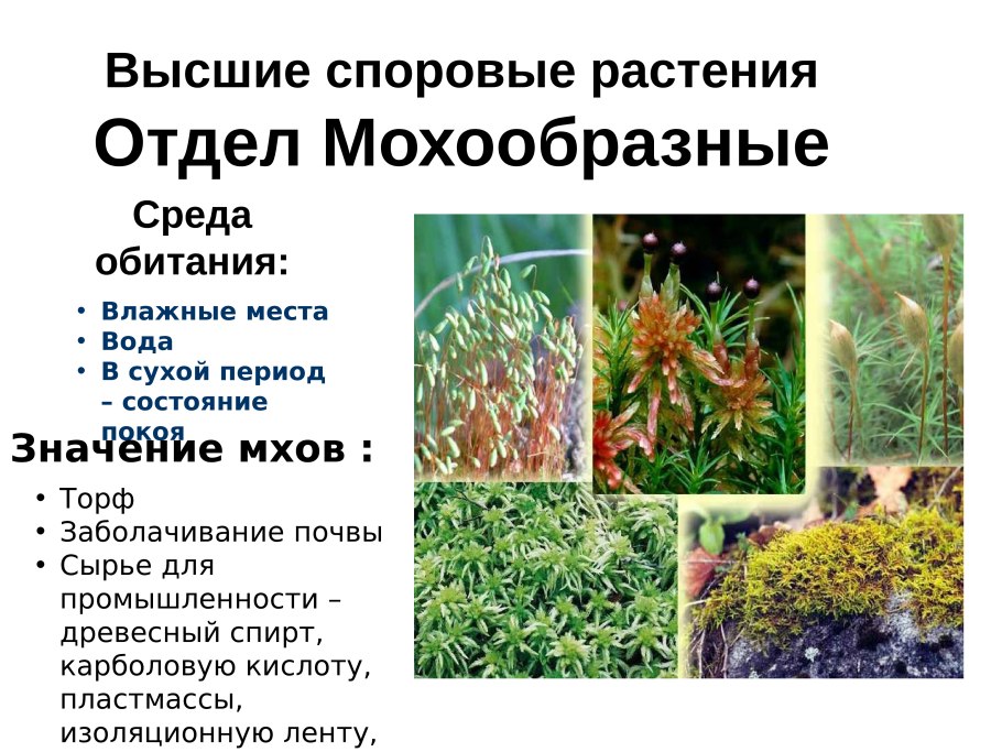 Биосфера среды жизни