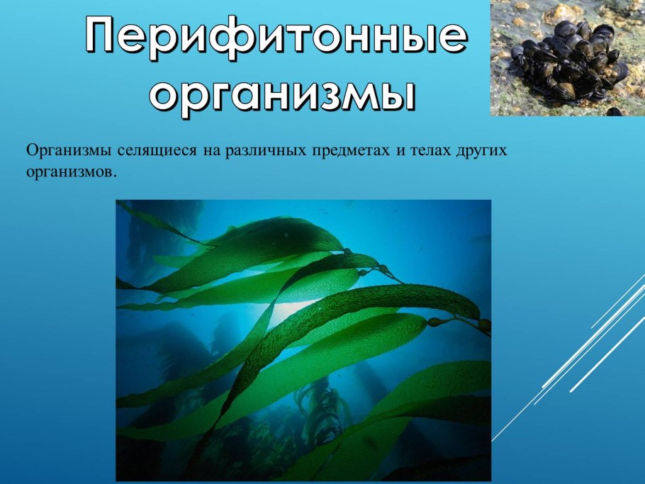 Склерофиты и ксерофиты