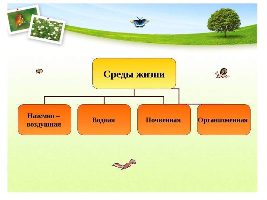 Рассказ о многообразии и среде обитания растений вашего региона