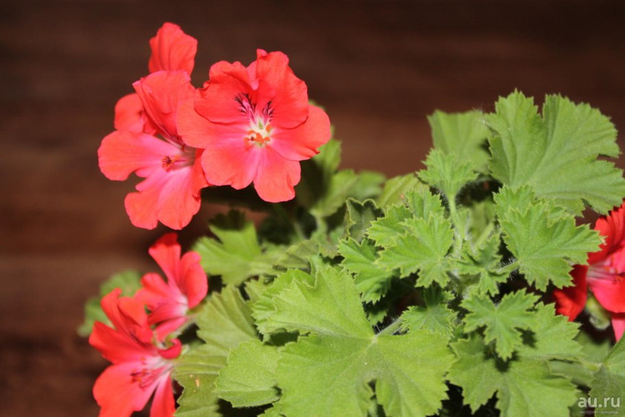 Герань комнатная