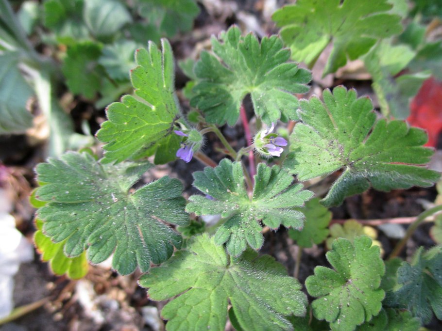 Герань мелкая сорняк