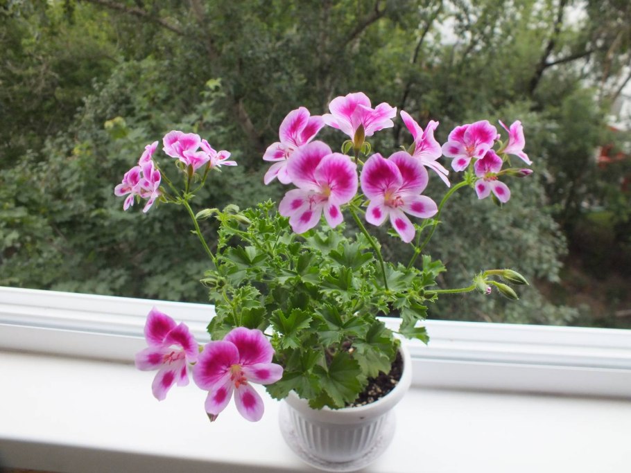 Герань Королевская мелкая