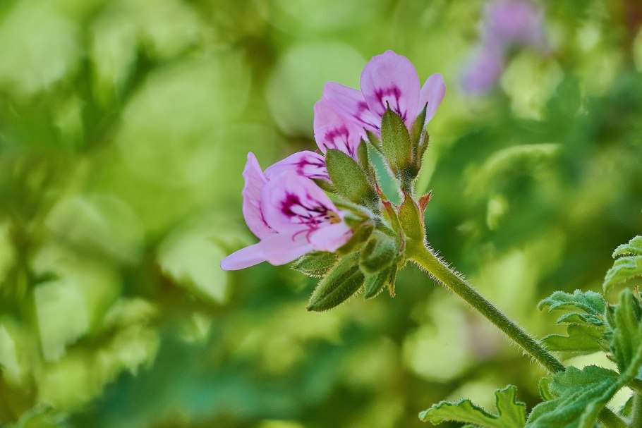 Пеларгония герань комнатная