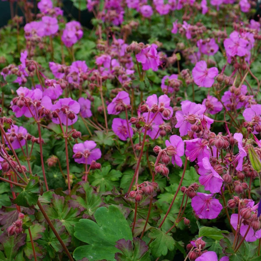 Пеларгония мелкая