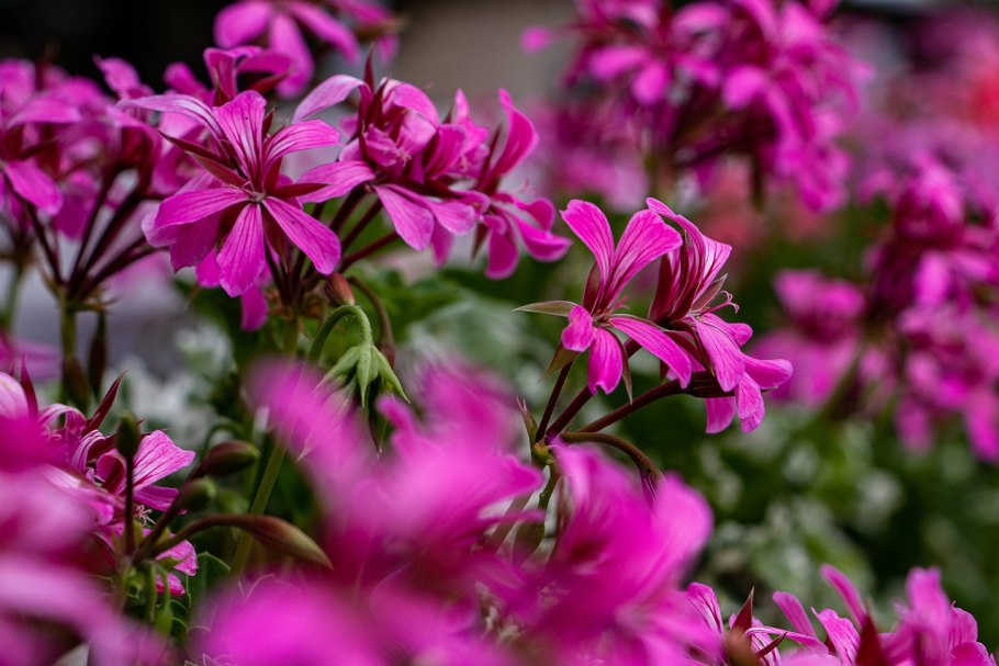 Герань мелкие цветы