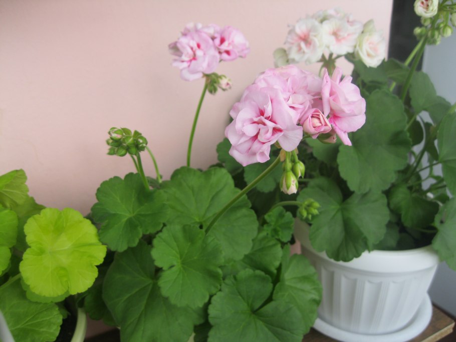 Пеларгония odensjö