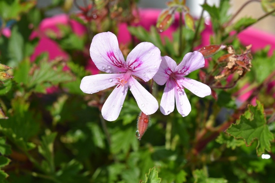 Герань бонсай