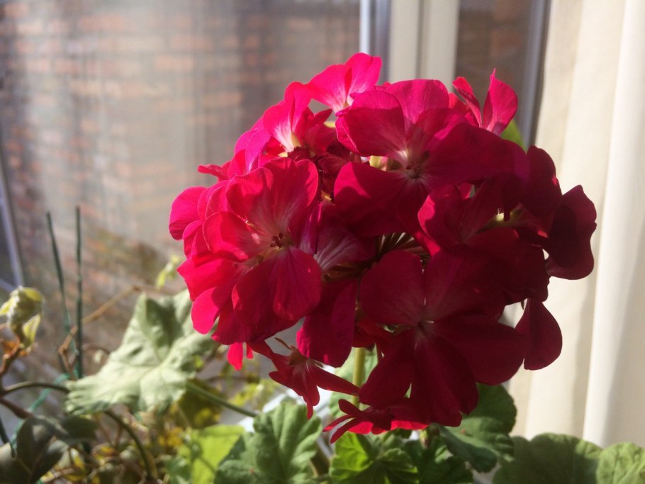 Герань чашелистик