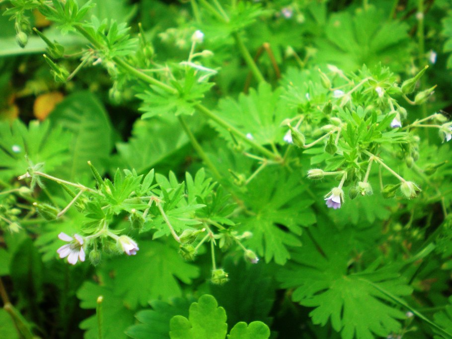 Герань маленькая (Geranium pusillum l.)